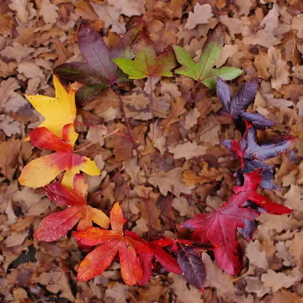 Hojas de otoño puestas en círculo